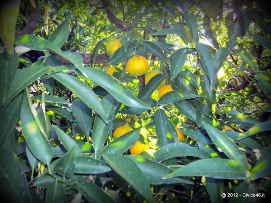 Civico 48: Clementine di Calabria dall'albero alla tavola in 48 ore - Sapori News 