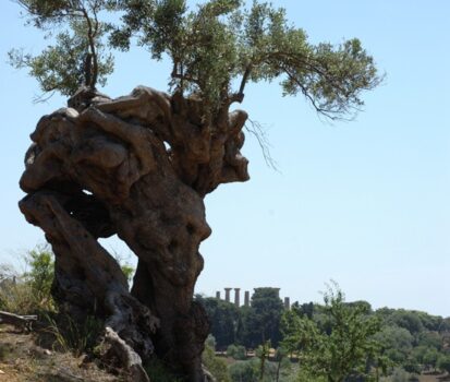 Uno degli olivi monumentali della Valle dei Templi di Agrigento - Sapori News 