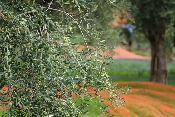Un viaggio tra gli olivi monumentali del Mediterraneo - Sapori News 