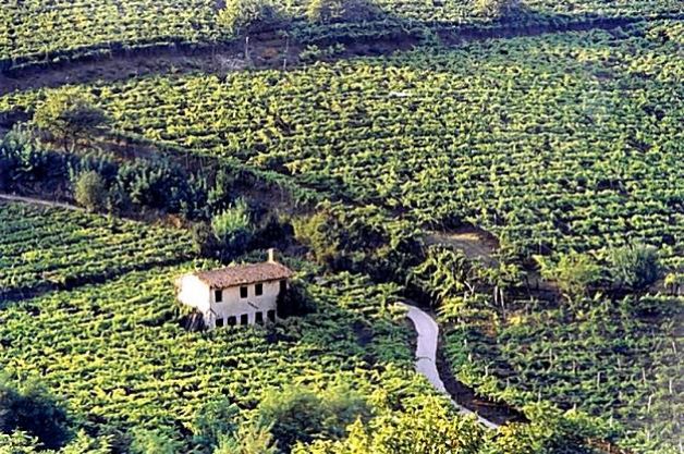 Il Soave accelera: tappo a vite anche per il Classico - Sapori News 