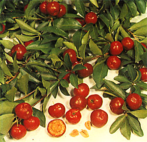  Acerola, un concentrato di vitamina c utile nella stagione invernale - Sapori News 