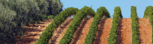 RE MANFREDI…vini di territorio, vini di vitigno, vini di vulcano - Sapori News 