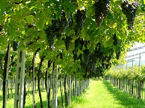 Anteprima Amarone: il Consorzio per la Tutela dei Vini Valpolicella presenta l'annata 2009