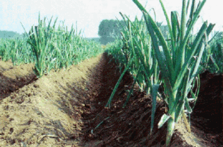 I vantaggi nutrizionali delle verdure: dal Piemonte il famoso porro di Cervere - Sapori News 