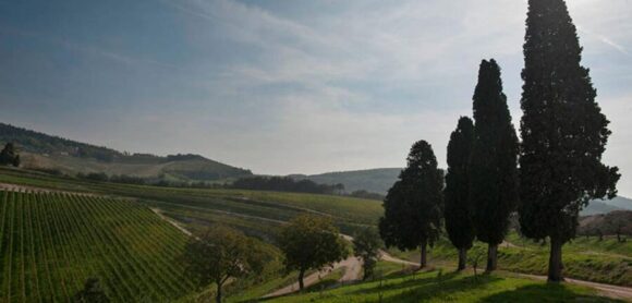 Nasce nella Tenuta Maternigo il nuovo cru dei fratelli Tedeschi ed è un Valpolicella Doc Superiore - Sapori News 
