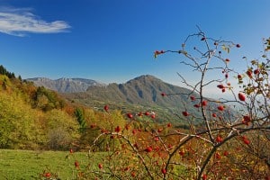 L'asparago bianco di Bassano Dop fa  scuola in Agriturismo - Sapori News 