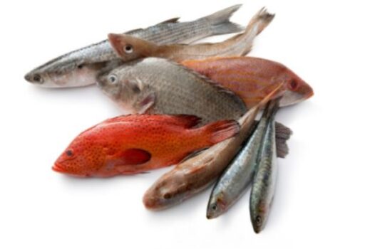 Novità  :consumare il pesce per Qualità e Sicurezza e riscoperta della tradizione italiana del pesce crudo per il consumatore - Sapori News 