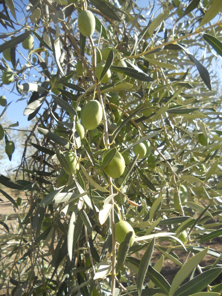 "I GIORNI DELL’OLIO" nelle botteghe ALTROMERCATO