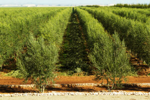 L’olio d’oliva del Marocco conquista “Sol and Agrifood 2014" - Sapori News 