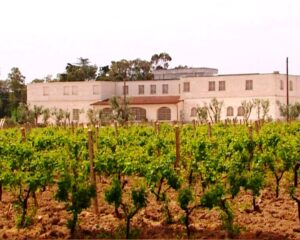 In Salento per un viaggio tra terra, viti e vini nobili - Sapori News 
