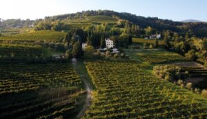 Vinicola Serena – grandi vini tra tradizione ed innovazione