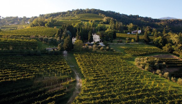Vinicola Serena – grandi vini tra tradizione ed innovazione