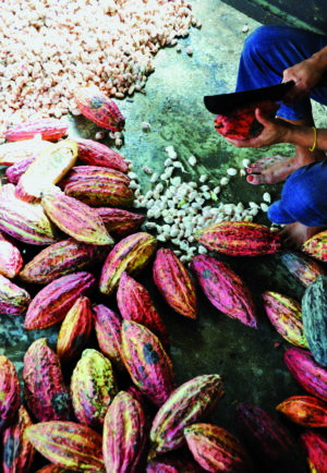 Domori solo cacao fine, null’altro - Sapori News 