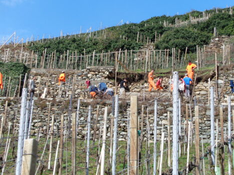 Sciur, il vino valtellinese buono e sostenibile delle cantine Nino Negri - Sapori News 