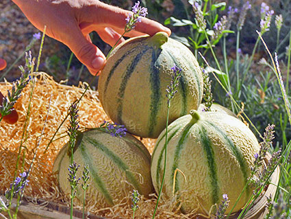 Il melone di Cavaillon, una prelibatezza declinata in cento ricette - Sapori News 