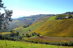 Terroir Marche in degustazione a Milano - Sapori News 