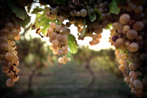 Terroir Marche in degustazione a Milano - Sapori News 