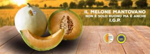 Aromatico e ricco di gusto il Melone Mantovano IGP, tipico frutto estivo