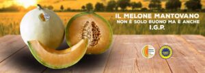 Aromatico e ricco di gusto il Melone Mantovano IGP, tipico frutto estivo