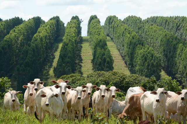 Con un sistema di pascolo riforestato la carne di bovino diventa sostenibile