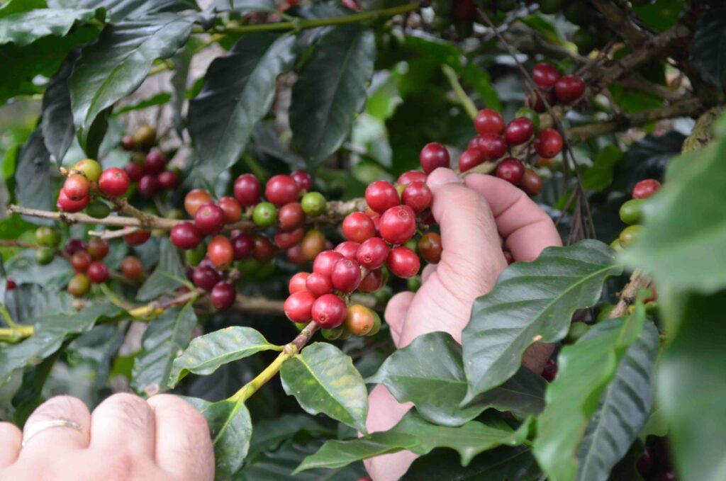 Campus nelle piantagioni di caffè: da oggi multilingue - Sapori News 