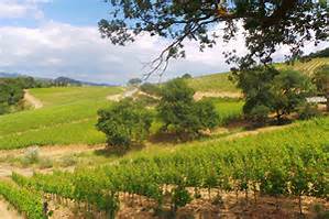 I vini della cantina toscana Colline di Sopra in scena all’Enoteca Ombre Rosse di Milano - Sapori News 