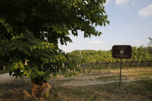 La Lugana dell'Azienda Agricola OTTELLA