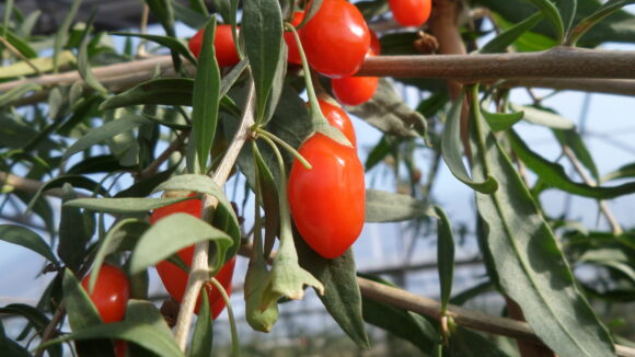 Al "Fruit & Veg System" di Verona il workshop sul tema "I superfrutti e il potere nutraceutico: il caso del Goji Italiano" - Sapori News Il Magazine Dedicato al Mondo del Food a 360 Gradi Al "Fruit & Veg System" di Verona il workshop sul tema "I superfrutti e il potere nutraceutico: il caso del Goji Italiano" - Sapori News