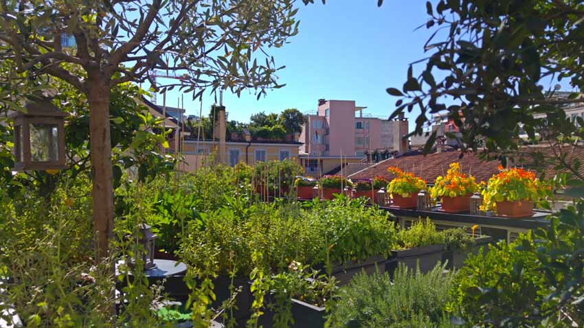 L'orto biologico sul tetto dell'Hotel Milano Scala comincia a dare i primi raccolti - Sapori News 