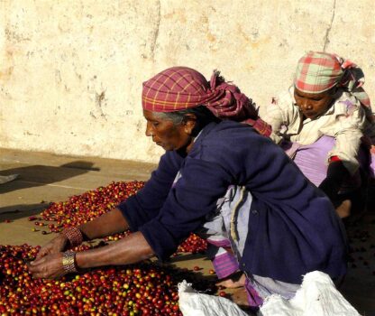 Caffè all’ombra dei mandarini nelle Shevaroys Hills: La piantagione di Vellakadai in India - Sapori News 