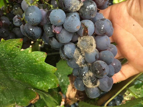 Salento devastato dalle piogge: Vendemmia a rischio - Sapori News 