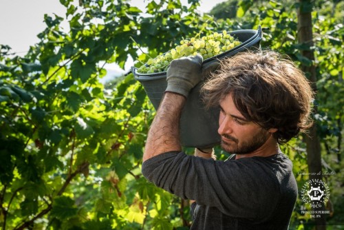 Sulle colline dell'Asolo Prosecco Superiore Docg è tempo di vendemmia