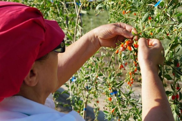 Bacche di Goji fresche, il primo raccolto made in Italy - Sapori News 