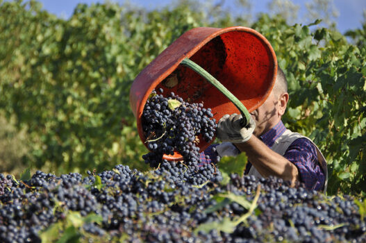 vendemmia - Sapori News 