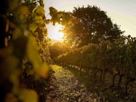 sunset-on-the-vineyards - Sapori News 