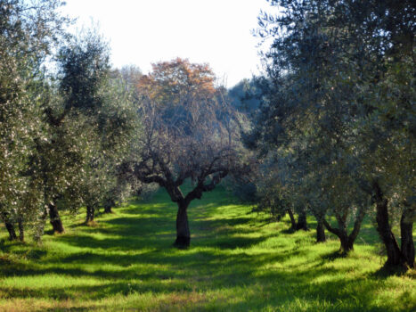 Lazio, terra di olio - Sapori News 