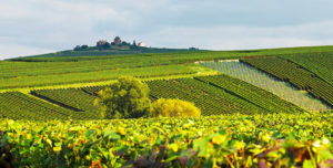 Ruinart, la più antica Maison de champagne, celebra le giovani stelle della decima edizione della Guida ai Ristoranti in Italia e nel mondo di Identità Golose - Sapori News 