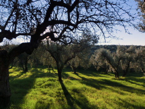 oliveta-colle-dellarci-1024x768 - Sapori News 