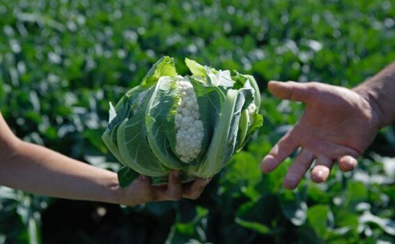 In Alto Adige al via la raccolta del cavolfiore - Sapori News 