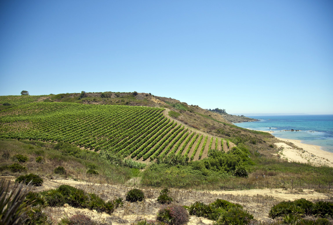 Mandrarossa e i suoi vini espressioni del territorio di Menfi