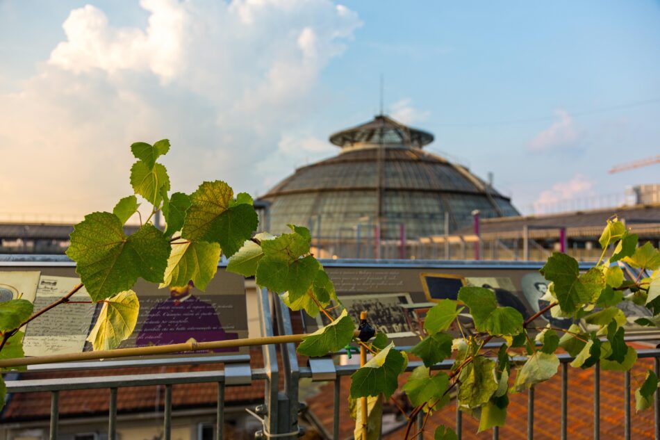 Aperitivo sui tetti del Duomo in una vigna con vista sulla Madonnina - Sapori News 