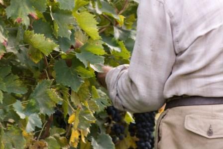Vivi la vendemmia 2017 a Poggiotondo - Sapori News 