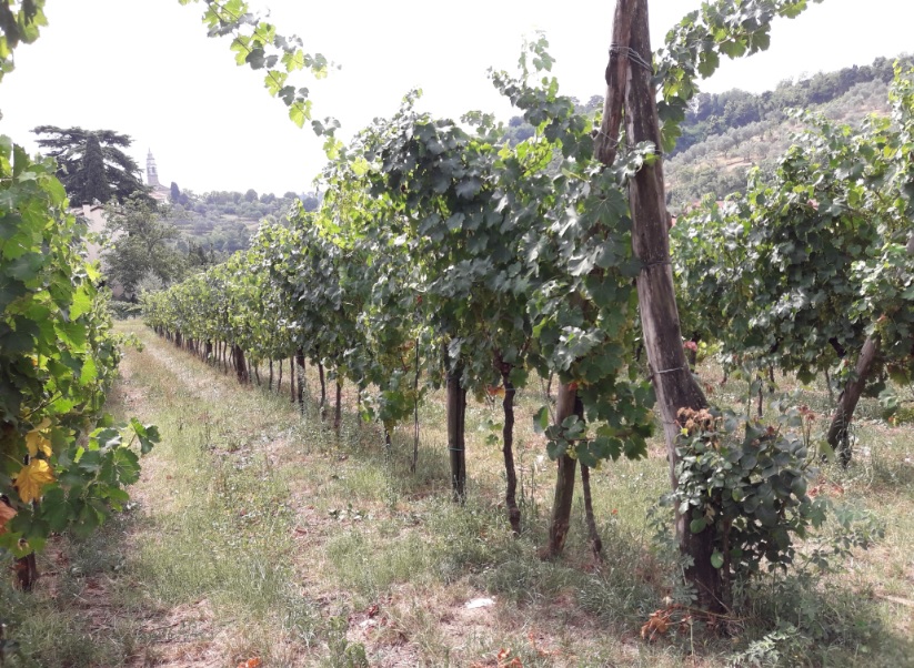 Il Pianzio produce vino vulcanico che parla dei Colli Euganei