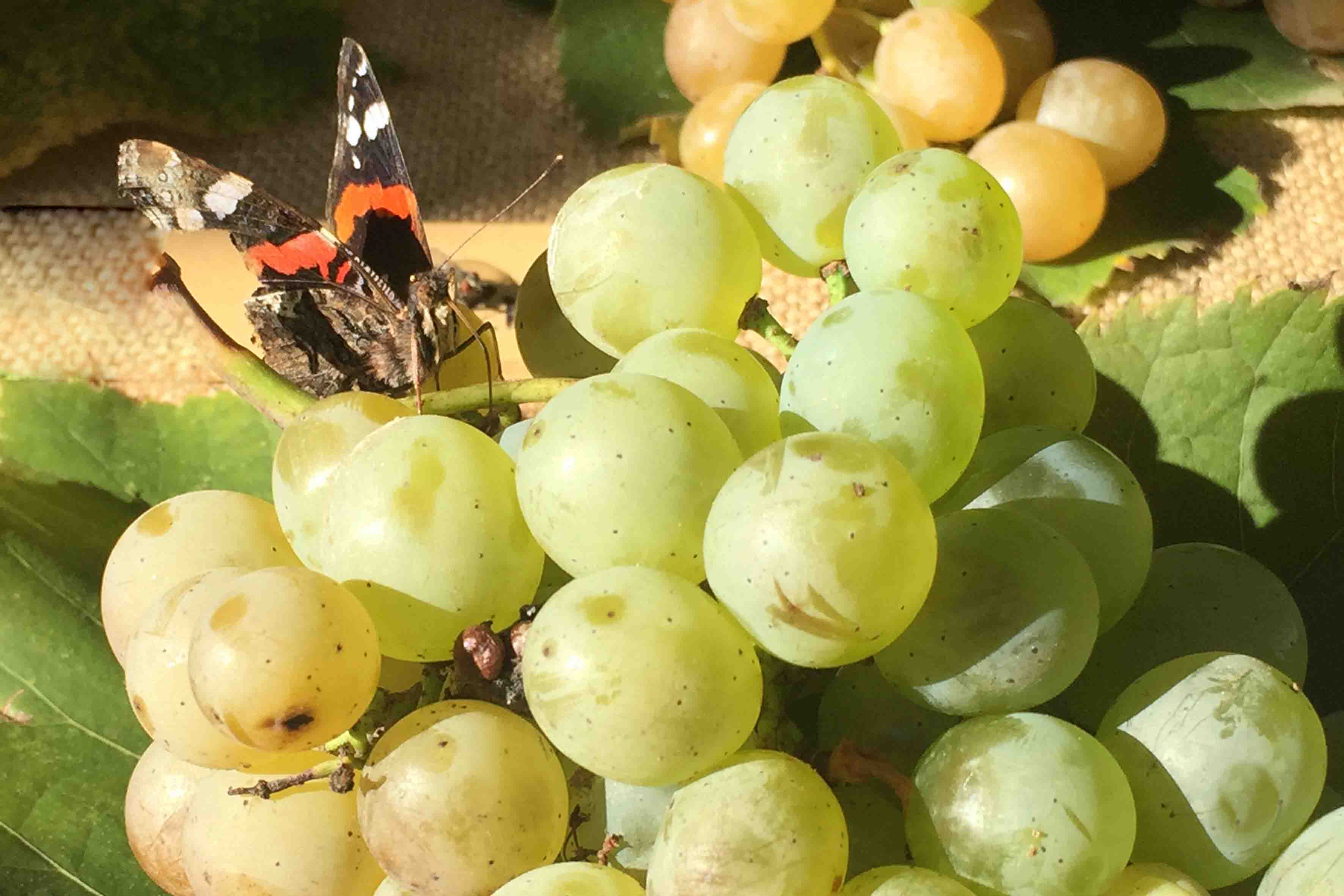 A frutti antichi la Mornasca, la riscoperta di un antico vitigno autoctono, dimenticato.