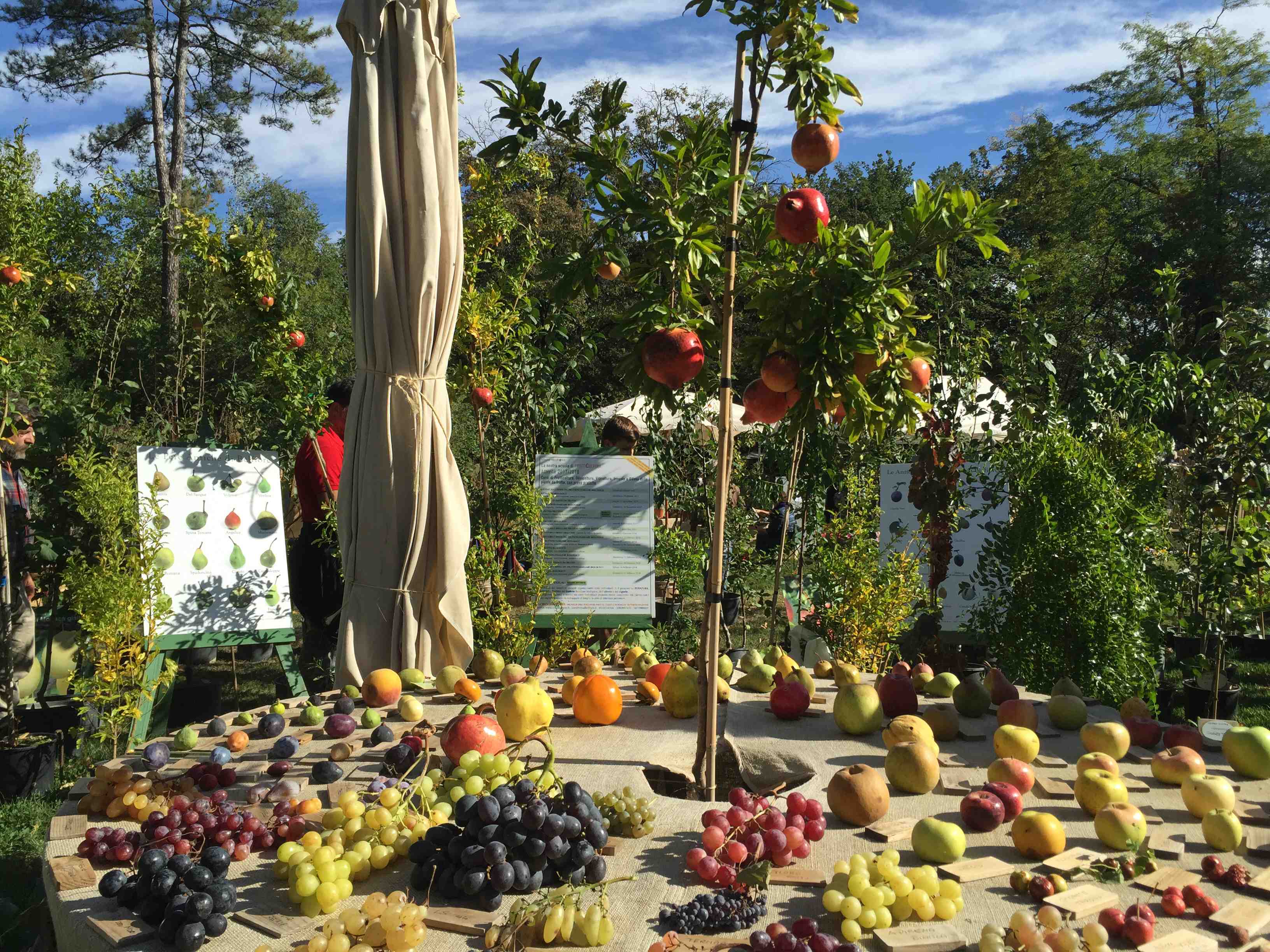 Al Castello di Paderna si è svolto Frutti Antichi, una manifestazione che celebra la biodiversità - Sapori News 