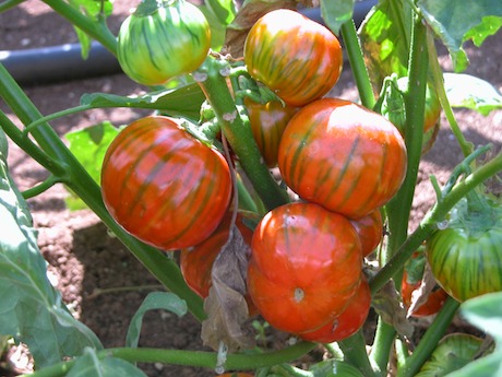 Il Bianco e la Rossa: le DOP di Rotonda si presentano a Milano Golosa - Sapori News 