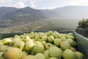 Golden Delicious Val Venosta