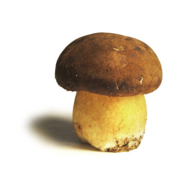 mushrooms_2 - Sapori News 