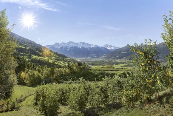 Golden Delicious Val Venosta, la mela che regala benessere! - Sapori News 