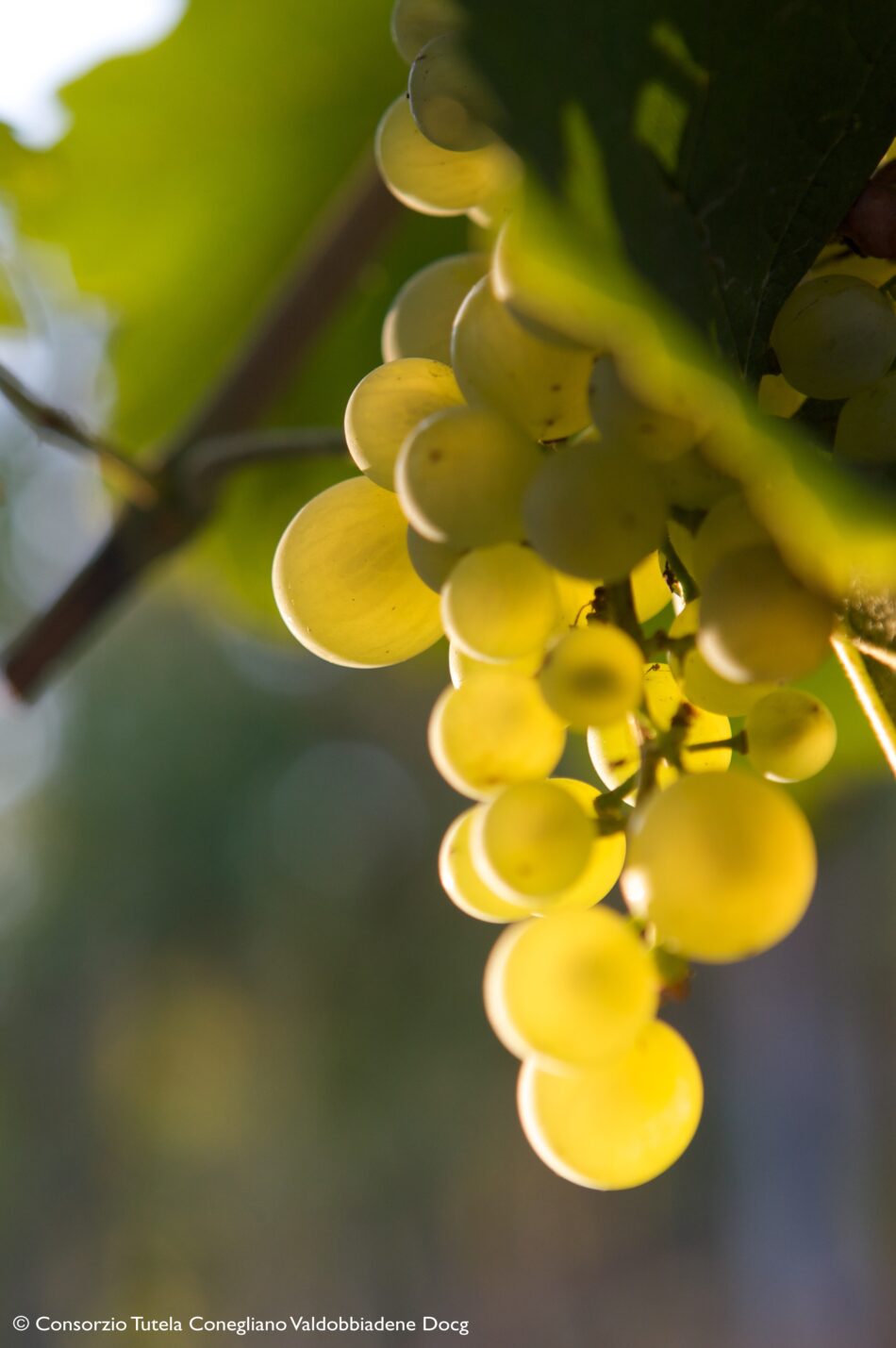 Il Conegliano Valdobbiadene Prosecco Superiore DOCG e un’originale degustazione in musica - Sapori News 